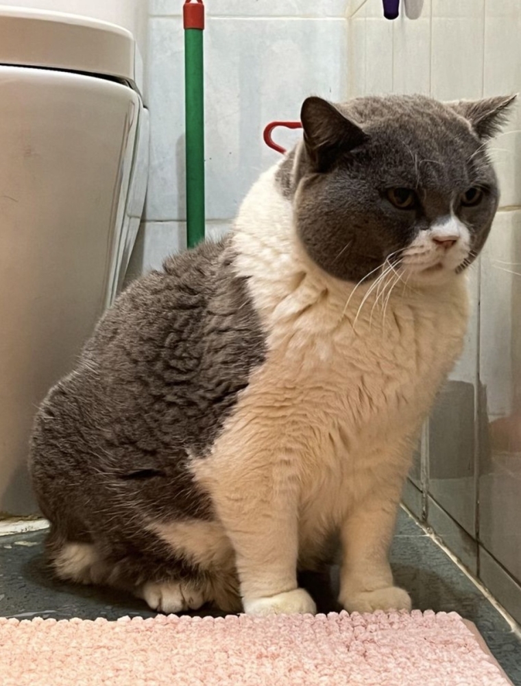 
        Реальные предметы и&nbsp;живых существ, впечатляющих своими огромными размерами    