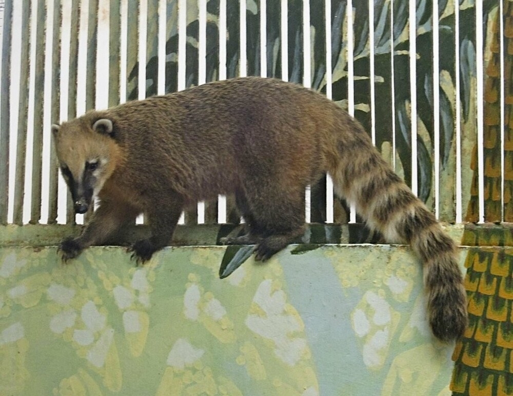 
        Мир&nbsp;животных-2    