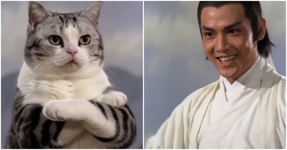 
        Секретный кошачий приём⁠⁠    