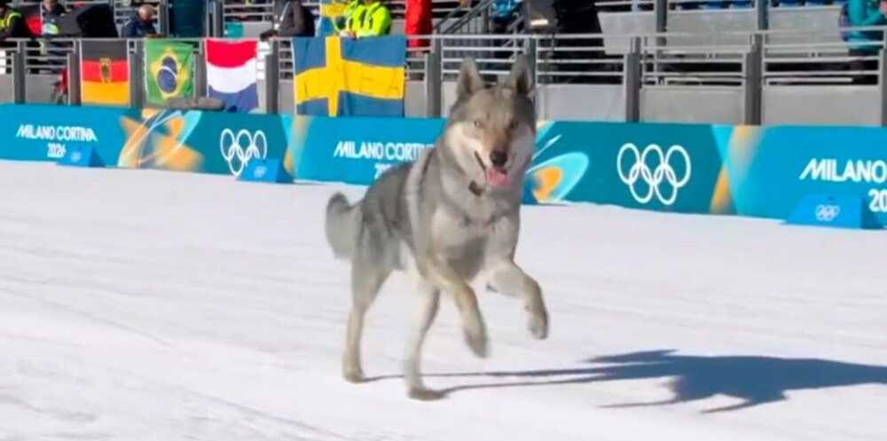 Собака ворвалась в командный спринт на Олимпиаде
Собака ворвалась в командный спринт на Олимпиаде