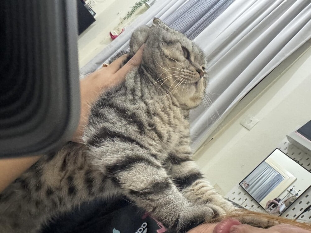 
        30&nbsp;фото котов, глядя на&nbsp;которые можно прожить понедельник с&nbsp;улыбкой    