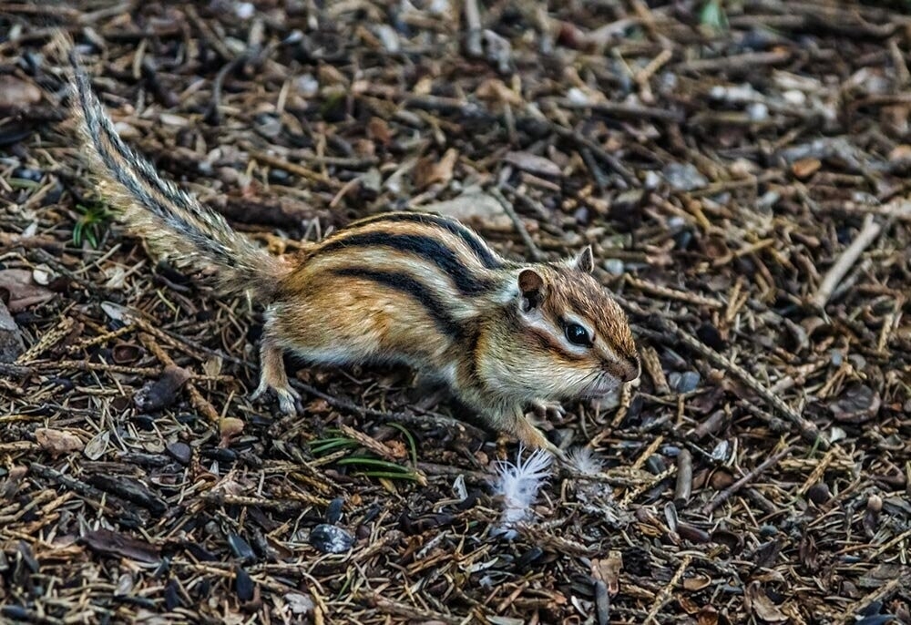 
        Мир&nbsp;животных-2    