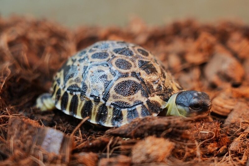 В Московском зоопарке вылупились три лучистых черепахи - обладатели одного из самых необычных панцирей в мире
В Московском зоопарке вылупились три лучистых черепахи - обладатели одного из самых необычных панцирей в мире