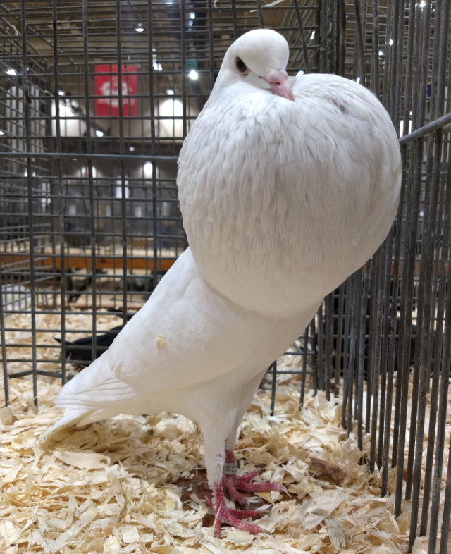 Необычная привычка голубей (3 фото + видео)