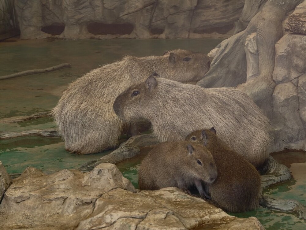 
        Мир&nbsp;животных-1    