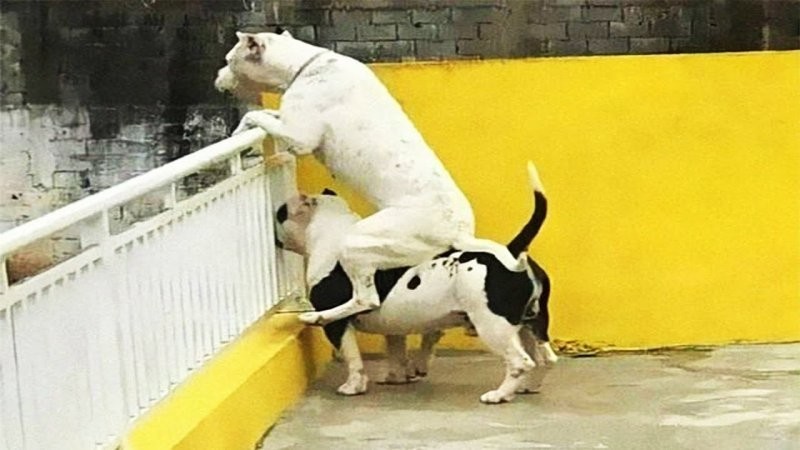 
        25&nbsp;умилительных сцен из&nbsp;жизни пёселей, демонстрирующих их&nbsp;мастерство импровизации    