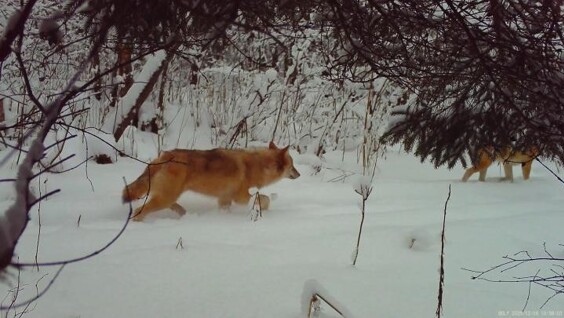 
        "Рыжие" волки вышли на&nbsp;прогулку    