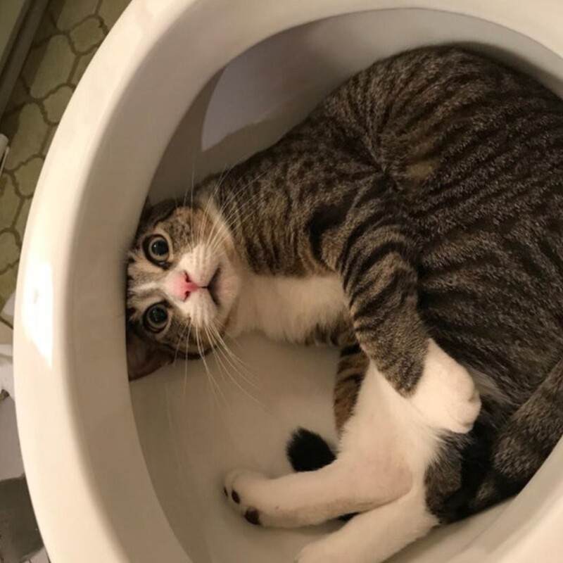 
        25&nbsp;животных, не&nbsp;рассчитавших траекторию и&nbsp;открывших закон подлости    