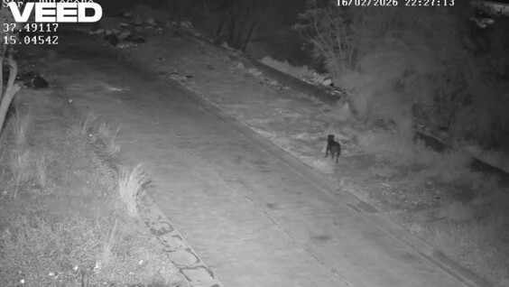 
        В&nbsp;Италии мужчина научил собаку незаконно выбрасывать мусор    