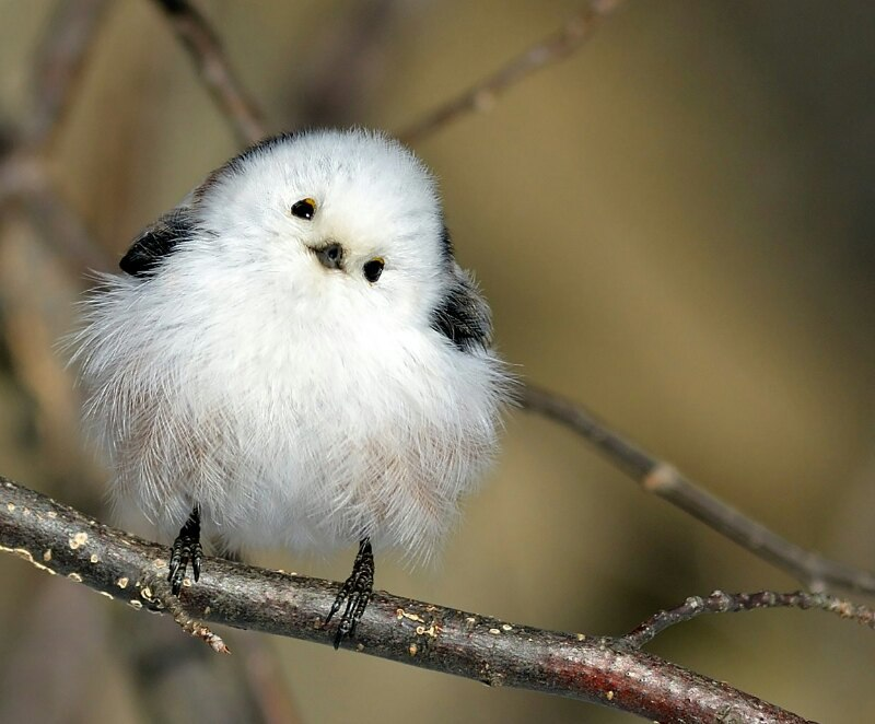 Ополовник: самая милая синица России
Ополовник: самая милая синица России