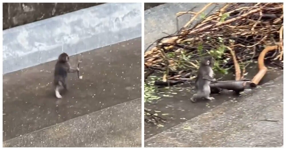 
        Панч беззаботно бегает с&nbsp;палкой    