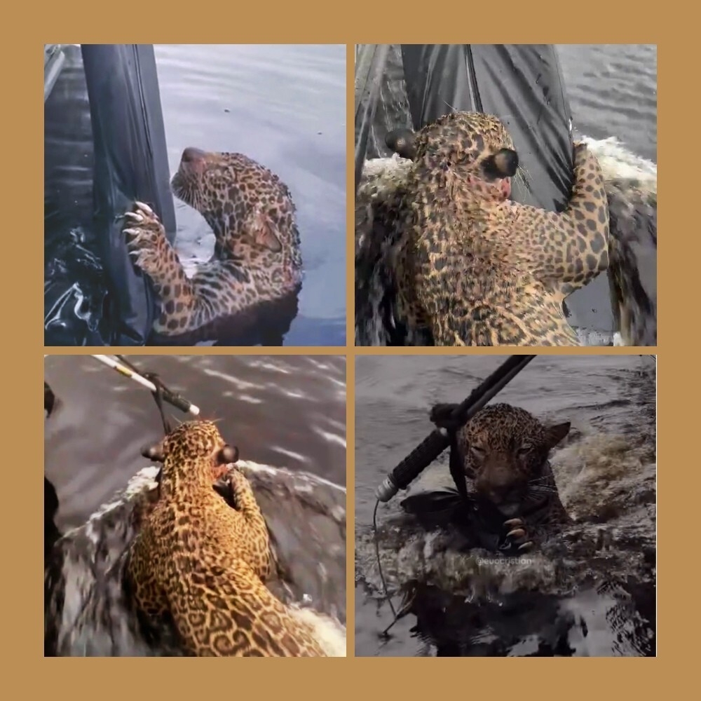 
        Раненый ягуар приплыл прямо к&nbsp;людям    