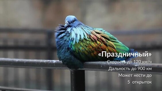 Альтернатива на случай блокировки Telegram
Альтернатива на случай блокировки Telegram