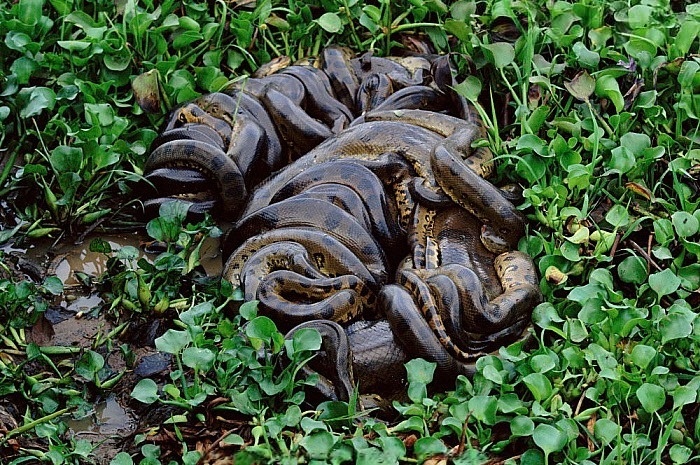 Анаконда: 5 фактов, которые ломают шаблоны об этой змее
Анаконда: 5 фактов, которые ломают шаблоны об этой змее