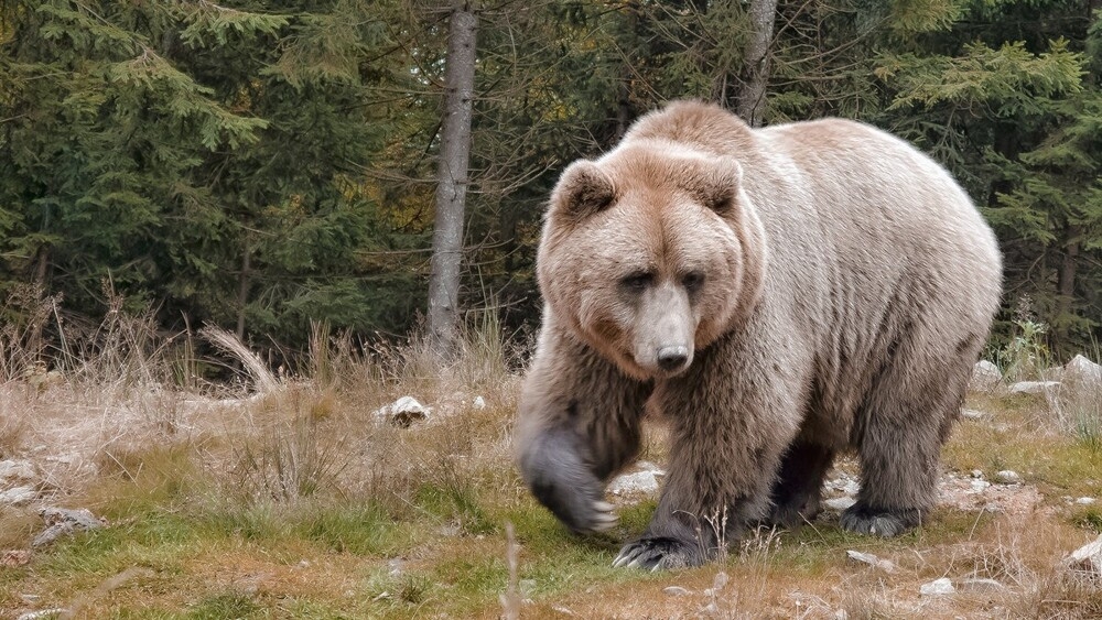 
        Мир&nbsp;животных-2    