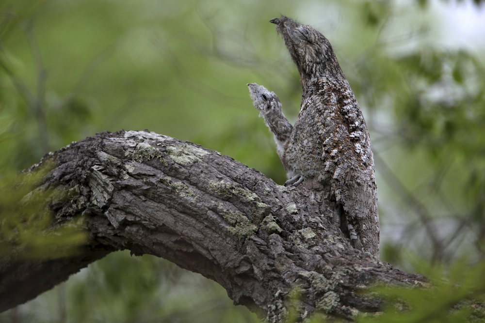 Исполинский козодой: сначала он пугает до мурашек, потом в него влюбляешься
Исполинский козодой: сначала он пугает до мурашек, потом в него влюбляешься