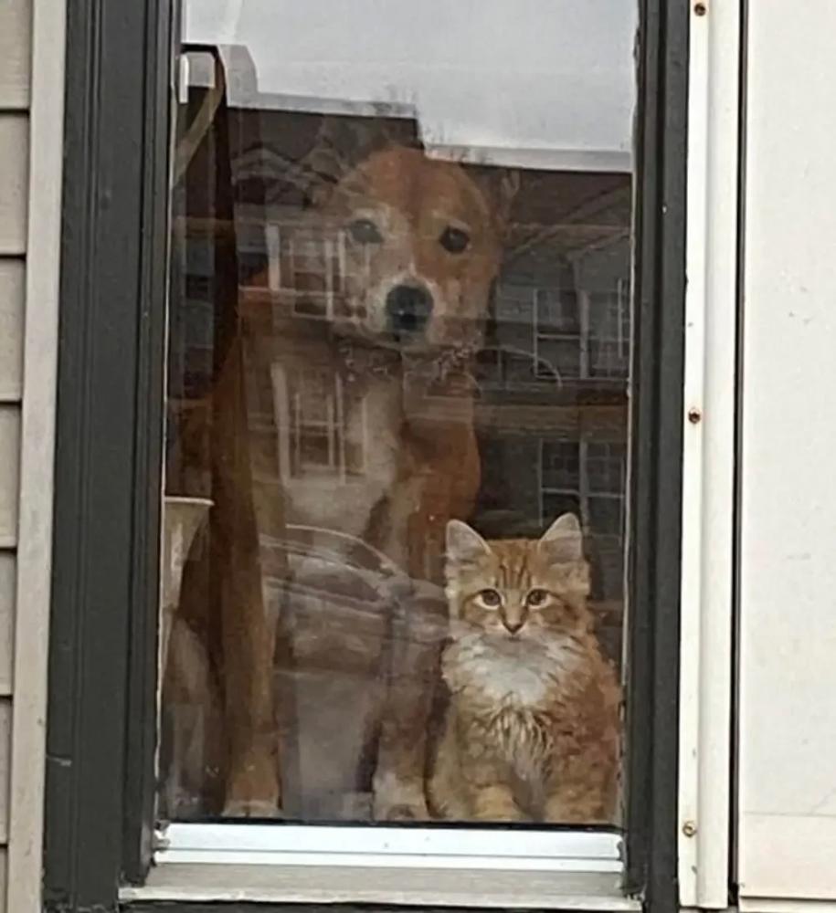 
        20+ питомцев, которые не&nbsp;могут существовать без&nbsp;своего человека    