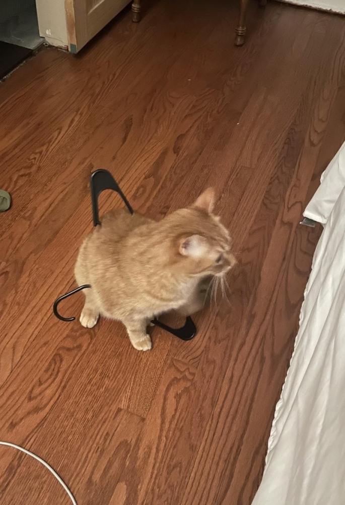 
        25&nbsp;животных, не&nbsp;рассчитавших траекторию и&nbsp;открывших закон подлости    