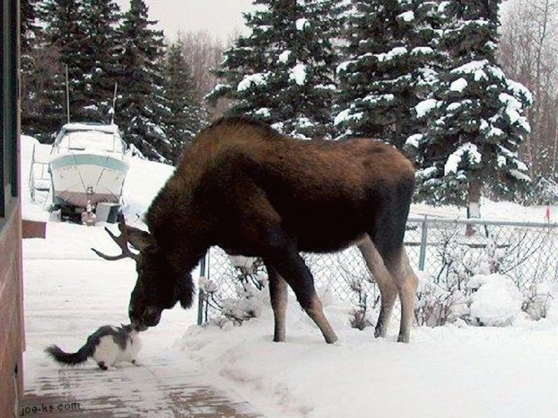 
        27&nbsp;примеров невероятной дружбы животных, от&nbsp;которой мир&nbsp;становится добрее    
