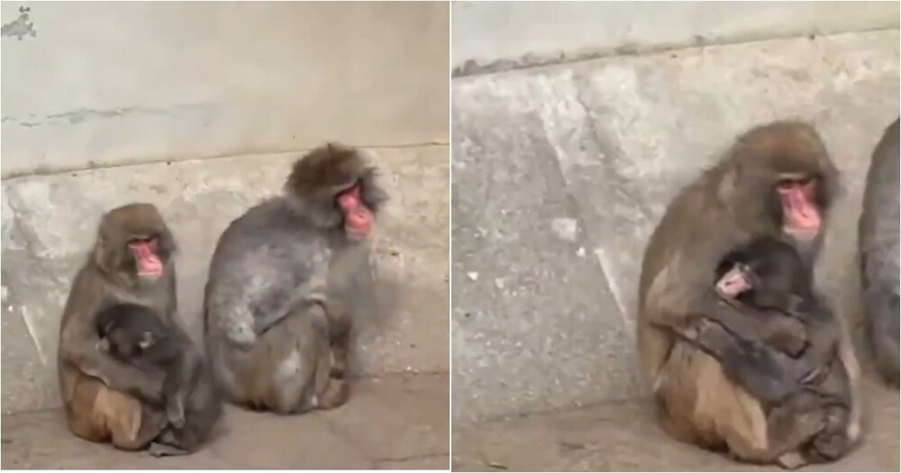 Малыша Панча крепко обняла взрослая обезьяна
Малыша Панча крепко обняла взрослая обезьяна