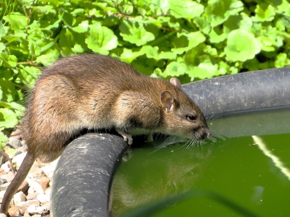 
        Мир&nbsp;животных-4    