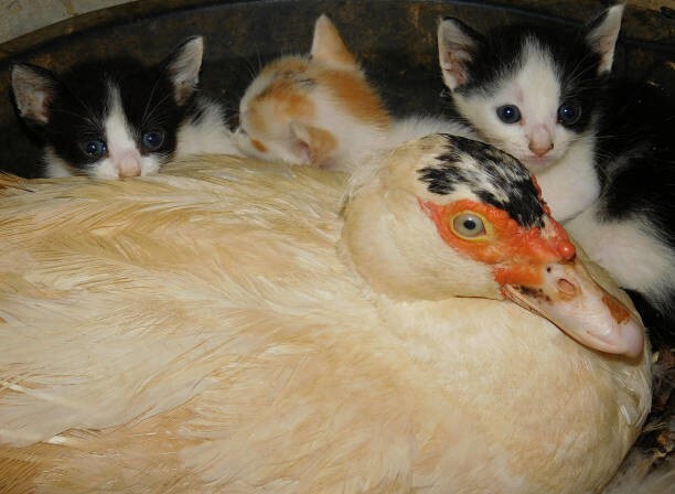 
        24&nbsp;примера милоты, дарящей позитив и&nbsp;чистое тихое счастье    