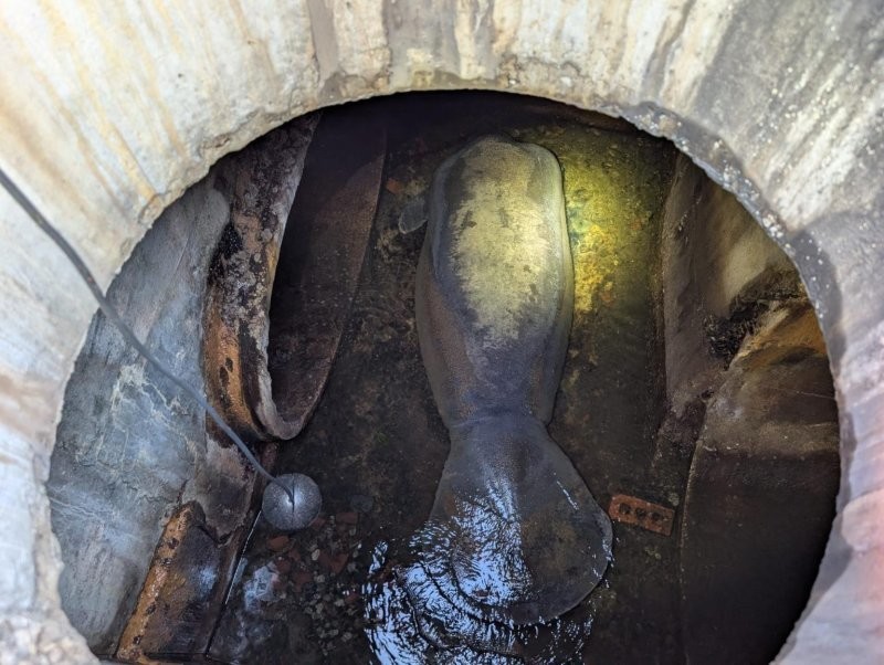 
        В&nbsp;США&nbsp;в&nbsp;канализации обнаружили 186-килограммового ламантина    