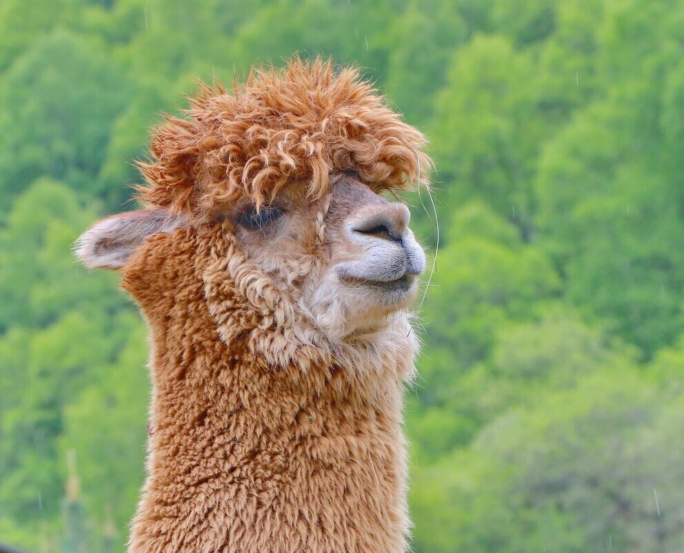 
        Мир&nbsp;животных-2    