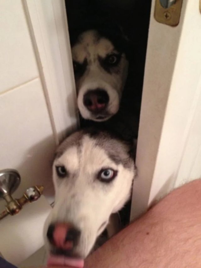 Животные, которым плевать на ваше личное пространство (20 фото)