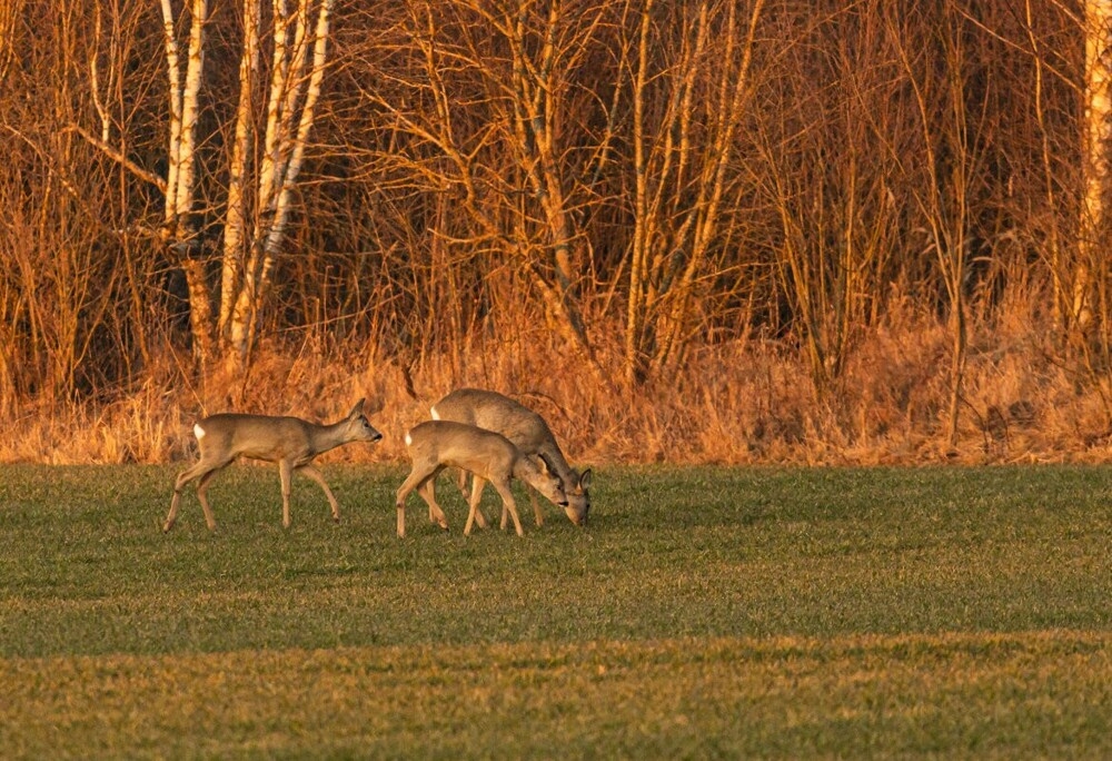 
        Мир&nbsp;животных-2    