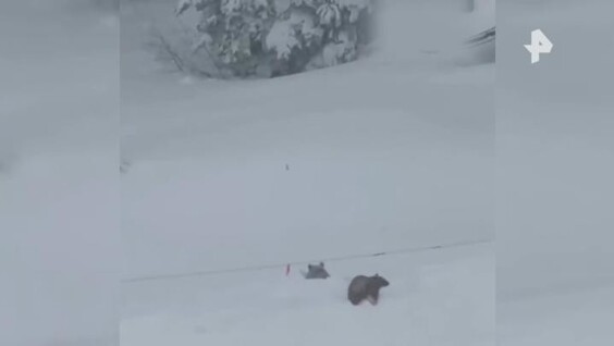 Медвежья семья перепугала лыжников на курорте в Калифорнии
Медвежья семья перепугала лыжников на курорте в Калифорнии