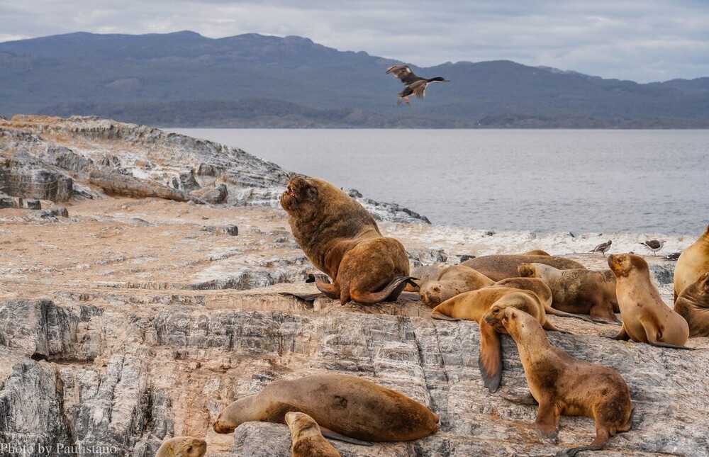 
        Мир&nbsp;животных-5    