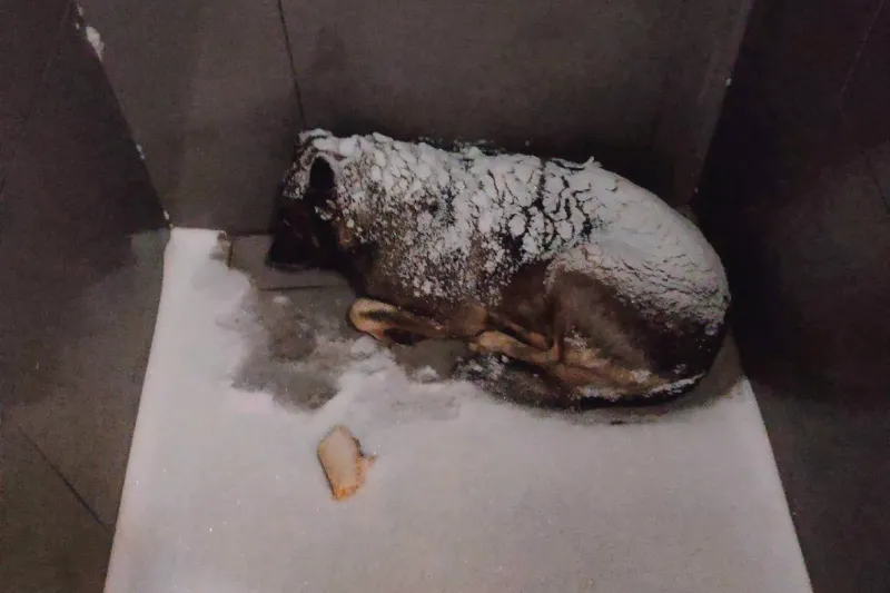 Курьера «Додо Пиццы» уволили после того, как он укрыл пледом бездомную собаку в −20 градусов
Курьера «Додо Пиццы» уволили после того, как он укрыл пледом бездомную собаку в −20 градусов