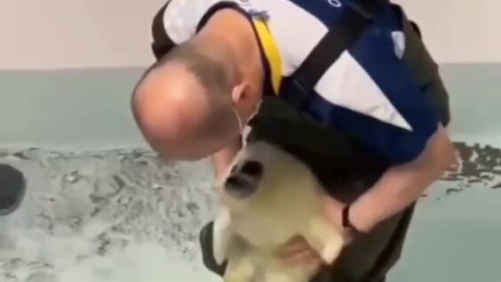 Детёныш тюленя впервые увидел воду
Детёныш тюленя впервые увидел воду