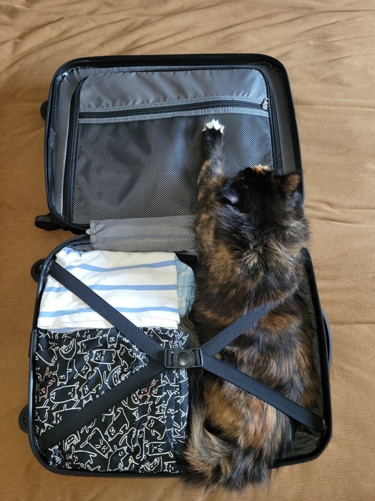 
        20&nbsp;снимков, на&nbsp;которых котики отжигают по&nbsp;полной    