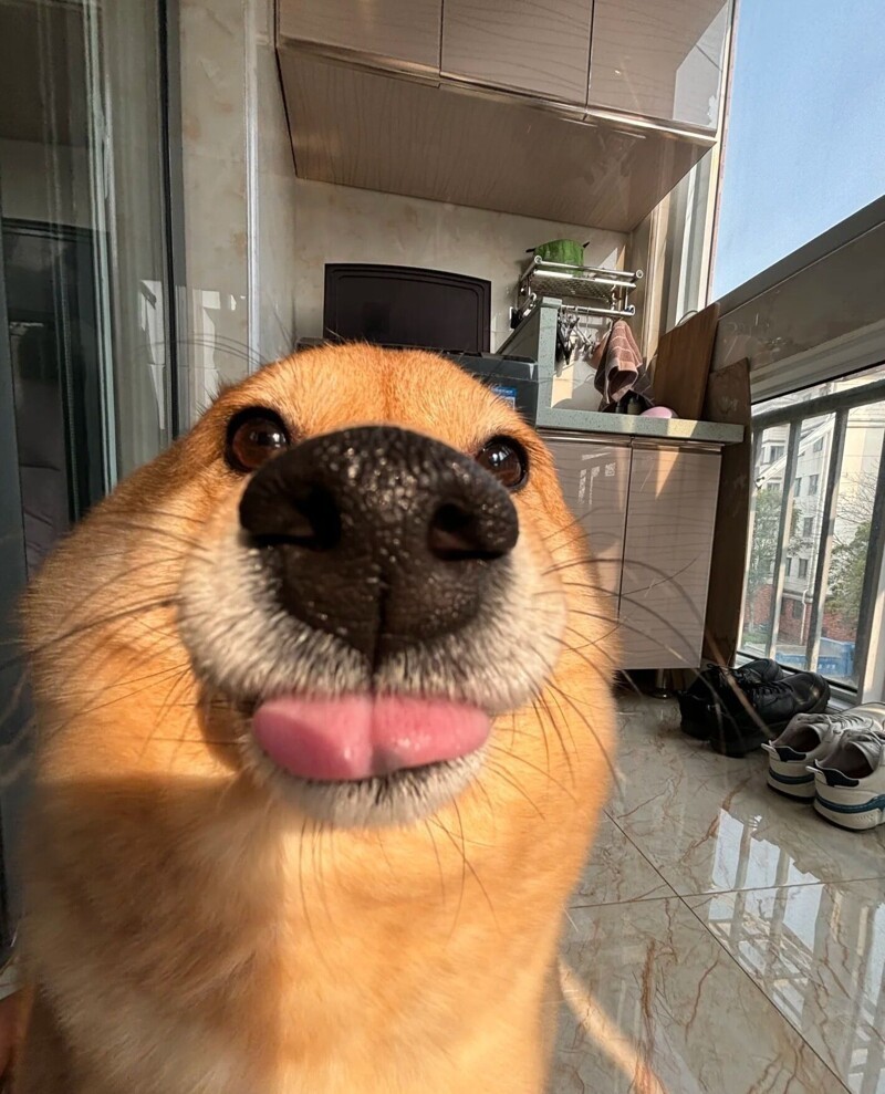 30 порций радости, которую пёсели способны подарить, просто делая свои собачьи дела
30 порций радости, которую пёсели способны подарить, просто делая свои собачьи дела