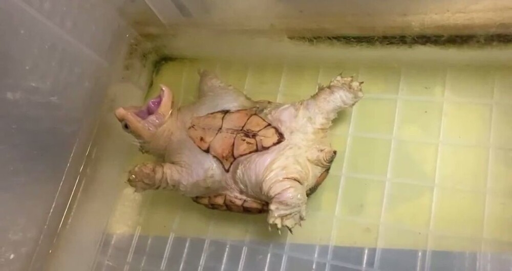 
        Черепаха притворяется мёртвой, чтобы хозяин обратил на&nbsp;неё&nbsp;внимание    