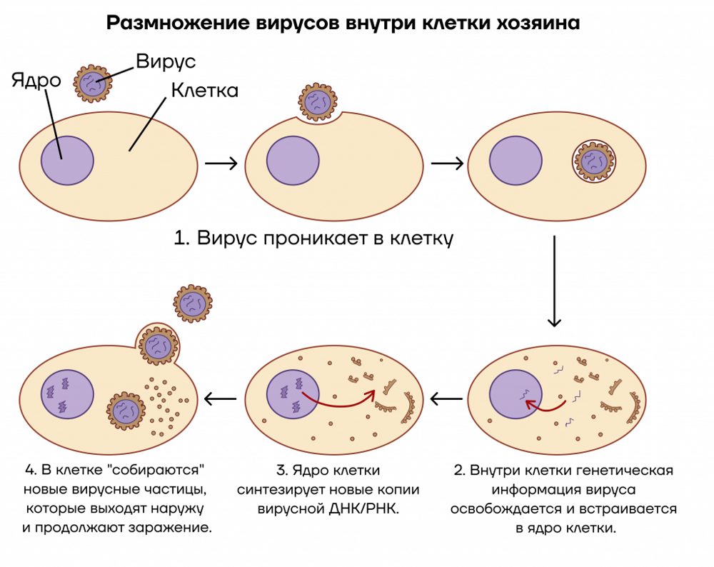 Почему животные не заражаются человеческими болезнями и наоборот?
Почему животные не заражаются человеческими болезнями и наоборот?