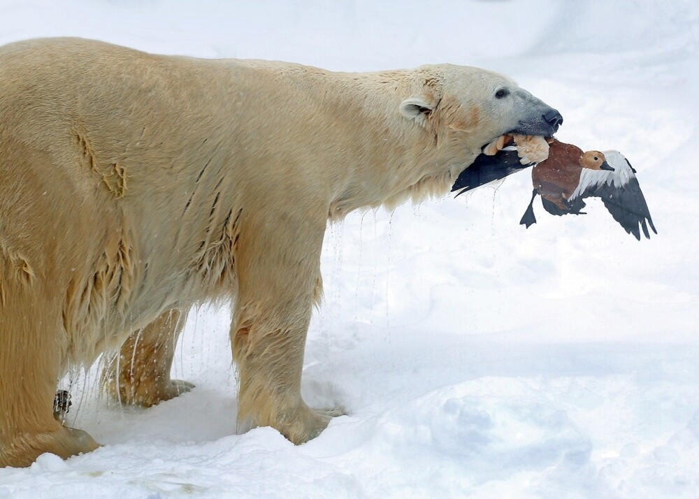 
        Мир&nbsp;животных-6    