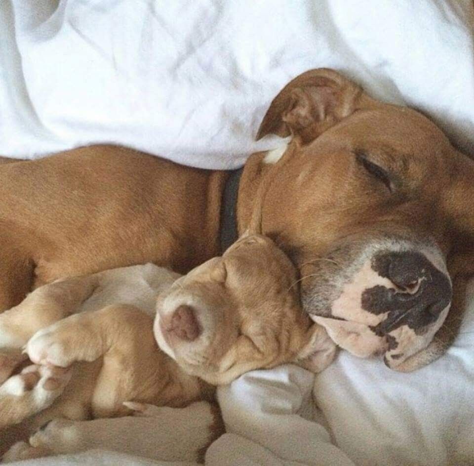 
        24&nbsp;примера милоты, дарящей позитив и&nbsp;чистое тихое счастье    