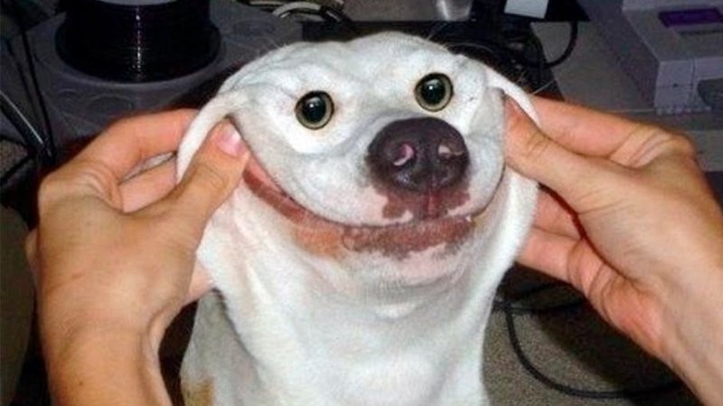 
        25&nbsp;умилительных сцен из&nbsp;жизни пёселей, демонстрирующих их&nbsp;мастерство импровизации    