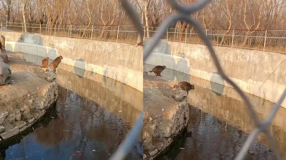 
        Маленькая обезьянка преподала урок посетителям зоопарка    