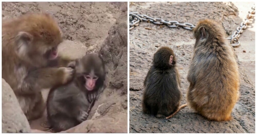 
        Малыш Панч с&nbsp;тяжёлой судьбой нашёл себе друга    