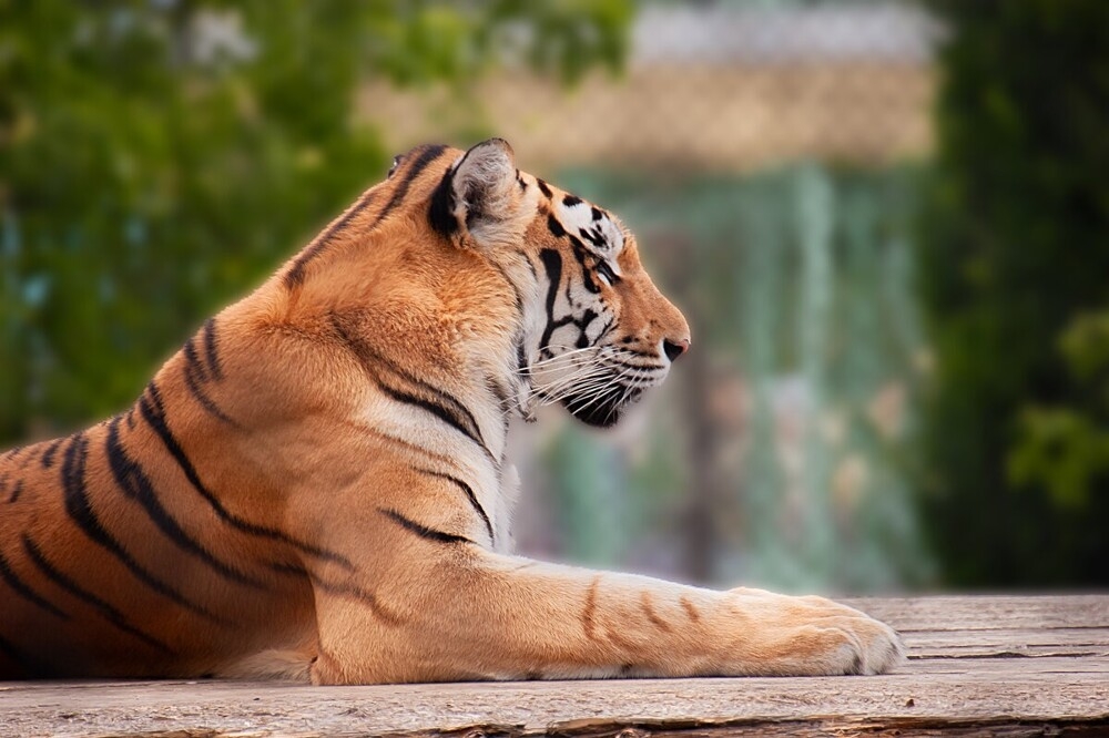 
        Мир&nbsp;животных-6    