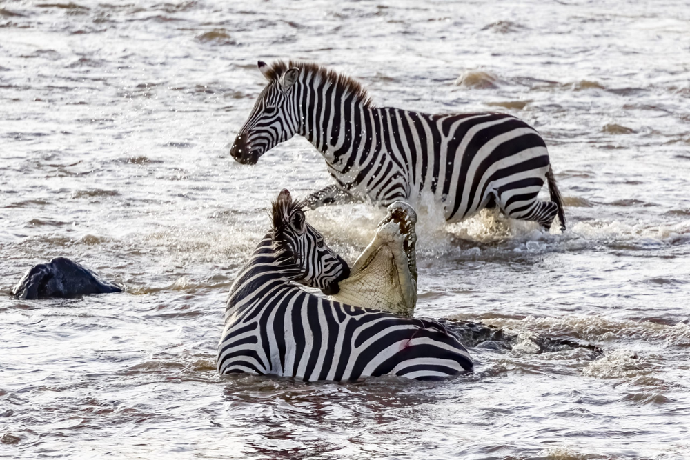 
        Зебры: не&nbsp;бегут от&nbsp;льва, а&nbsp;дают бой!    