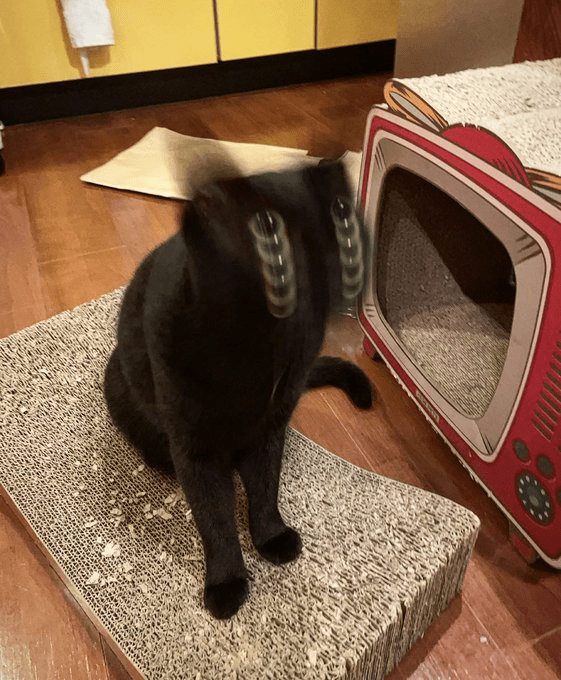 
        18&nbsp;фотографий котиков, которые оказались не&nbsp;в&nbsp;фокусе    