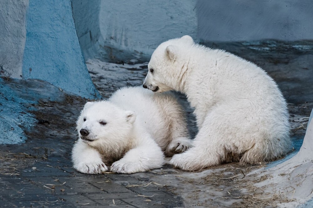 
        Мир&nbsp;животных-1    