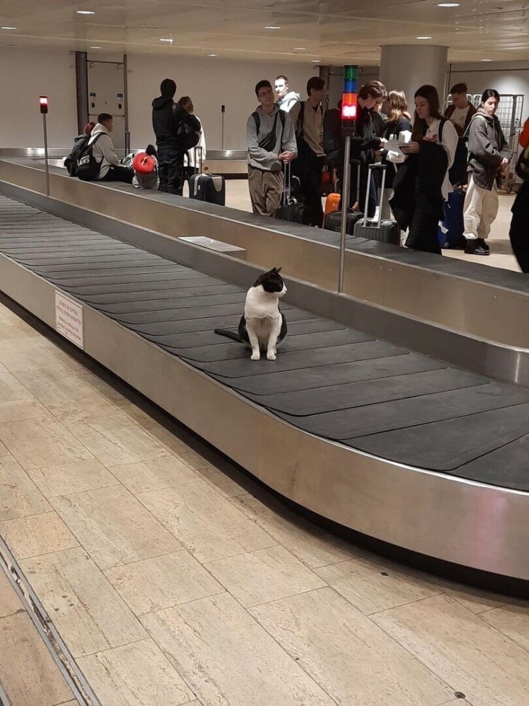 
        17&nbsp;фото, которые доказывают, что&nbsp;коты способны проникнуть куда угодно    