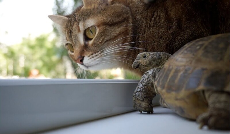 
        27&nbsp;примеров невероятной дружбы животных, от&nbsp;которой мир&nbsp;становится добрее    