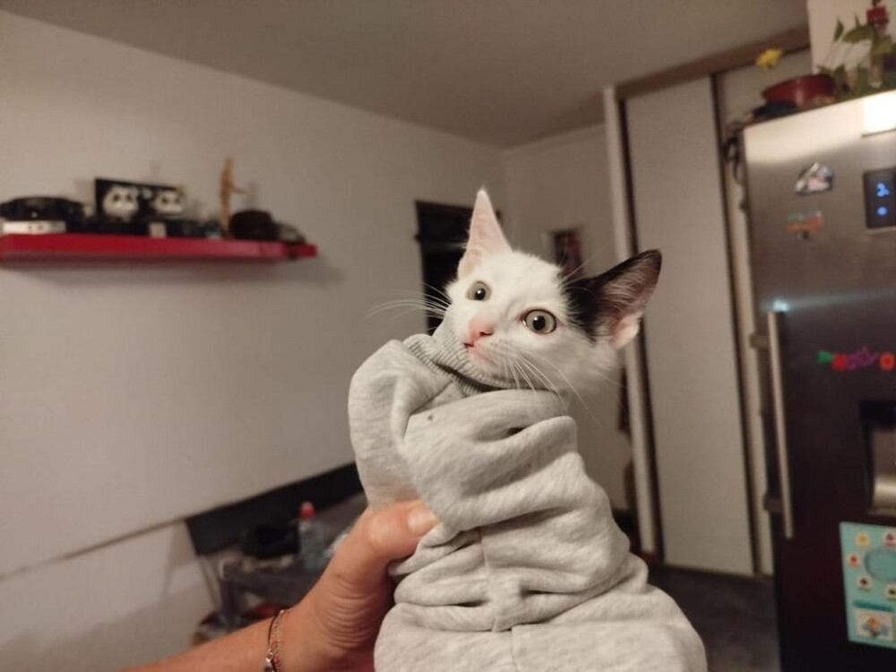 
        25&nbsp;животных, не&nbsp;рассчитавших траекторию и&nbsp;открывших закон подлости    